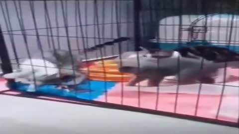 There is no hard place to get out, see how the cat came out