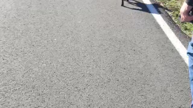 Ruby walking on long line.