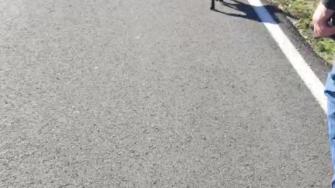 Ruby walking on long line.