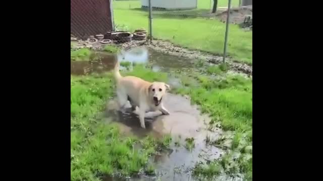 Blind dog cute reaction to finding a puddle.