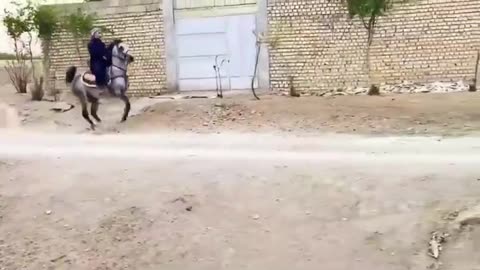 The horse rider and his horse's beautiful dance