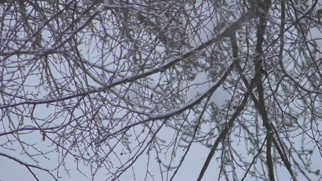 Roe deer try to survive in winter by eating apples