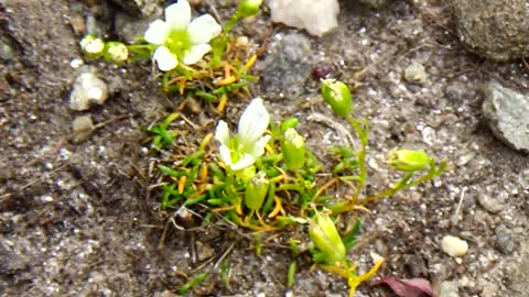 Alpine Butterwort