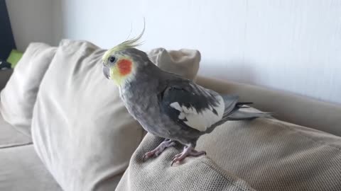 Cockatiel learns how to talk