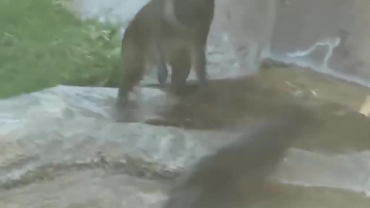 Brutal Showdown: Otter's Family Faces Monkeys in a Fight to the Death! 😱🌊