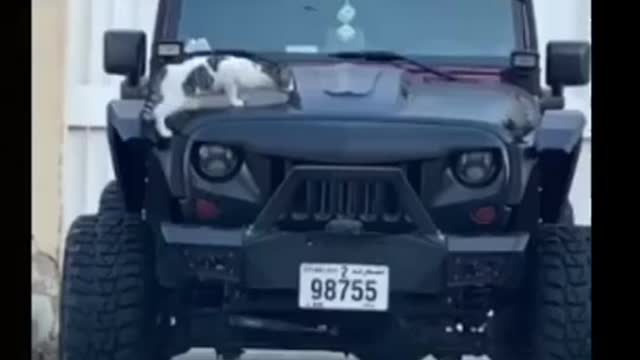 Funny animals