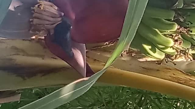 a bird drinking the juice of a banana flower