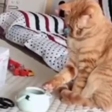 4.Cute Cats 😍😍😸😸😸#shorts #funnycats #animalsshorts