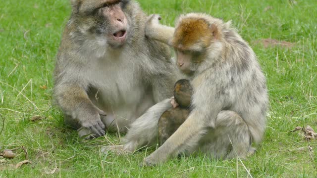 Mother's Love still has it.