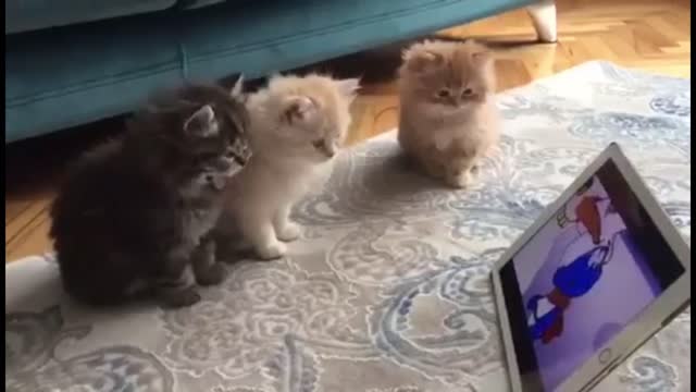 munchkin cat watching tv