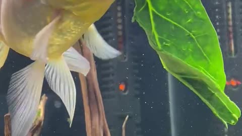 Spinach-eating fish