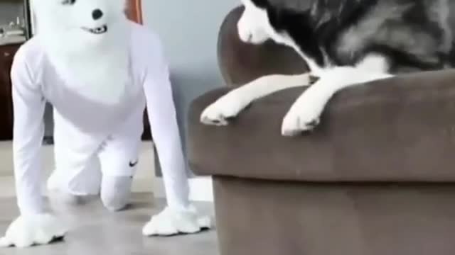 Funny moment with Husky Dog