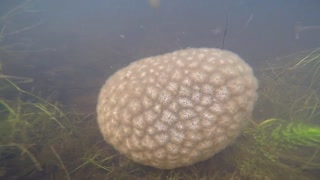 Magnificent Bryozoan