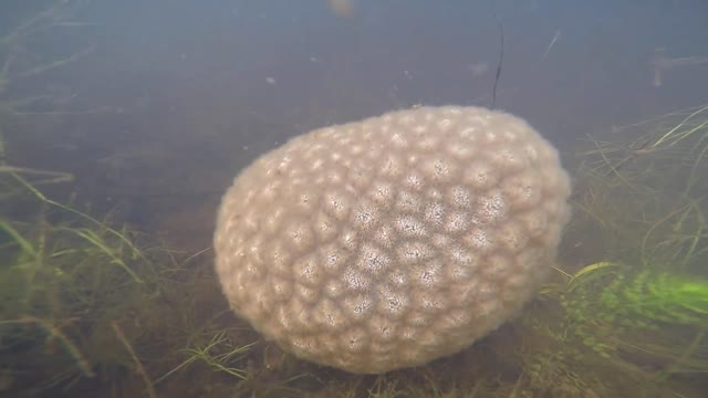 Magnificent Bryozoan