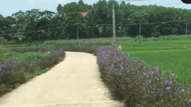 Blue road path of peace