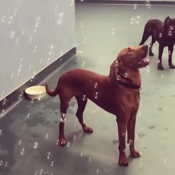 Dog video funny good enjoy