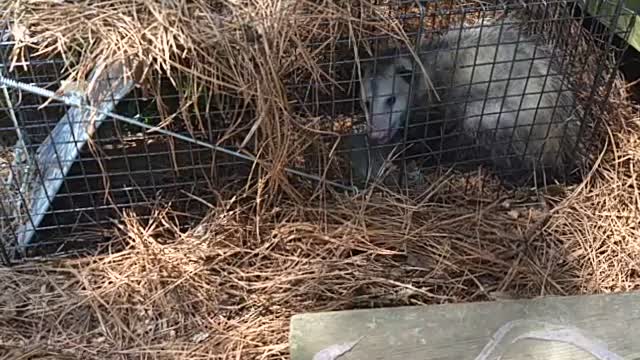 Large Possum with babies in her pouch caught in the same place as the Woodchuck