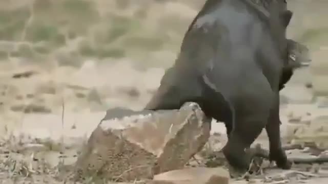 Wild boar when you miss your home
