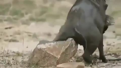 Wild boar when you miss your home