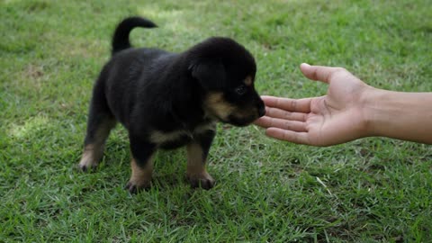 Funny And Cute Dogs Life And Owners Are The Best Friends