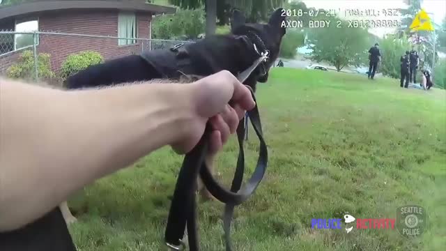 Bodycam Show Seattle Police K9 Take Down Robbery Suspect