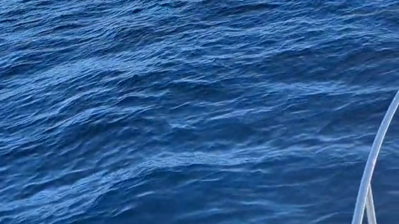 Spotting Manta Rays From a Boat