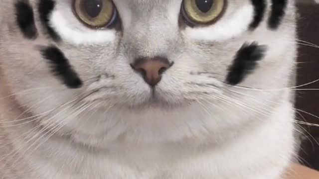 People who have never owned a cat