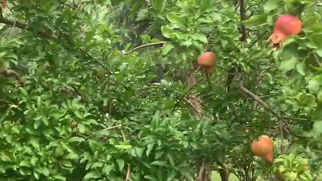 Do you know what kind of fruit this is? Pomegranate