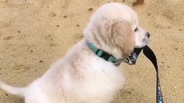 Dog and sand