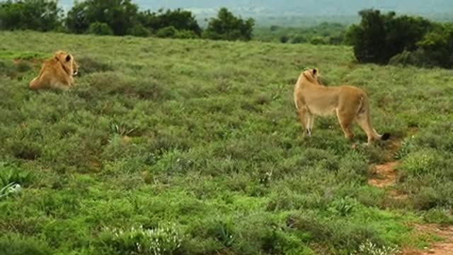 African Savanna