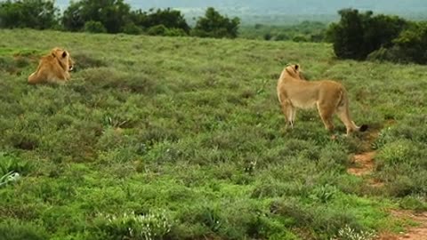 African Savanna