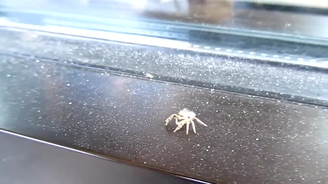 Jumping spider