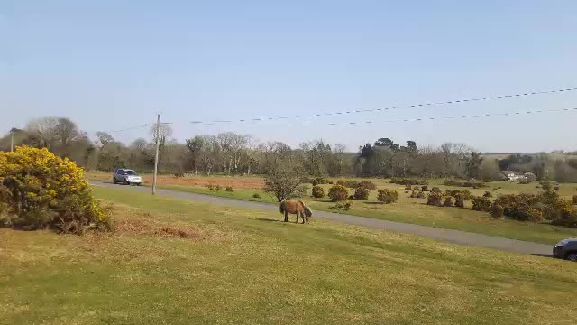 Tavistock Dartmoor. Wild ponies