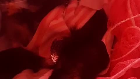 Gruuumpyyyy House Cat !!!!!!!