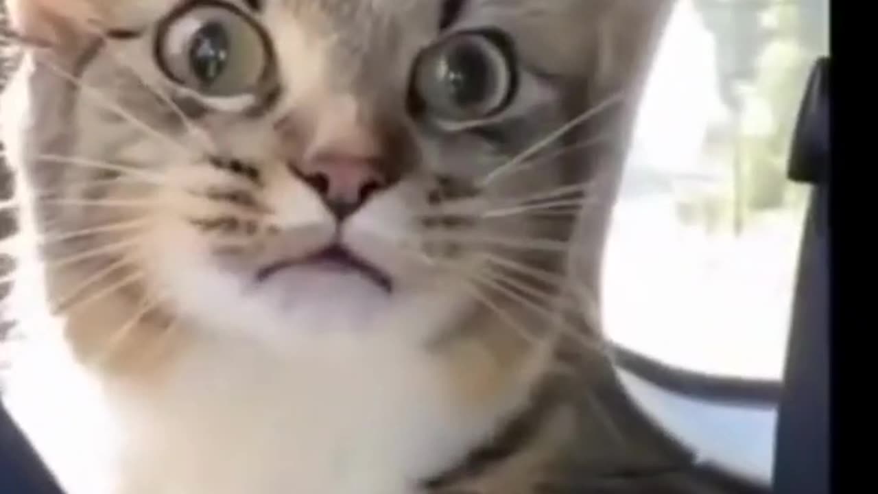 Best funny cats video of the month #2