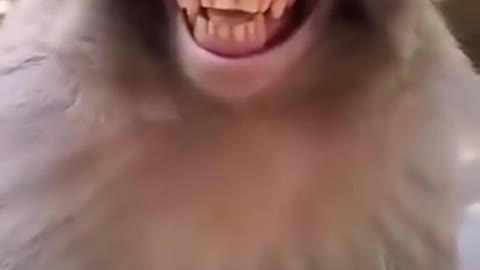 Funny monky