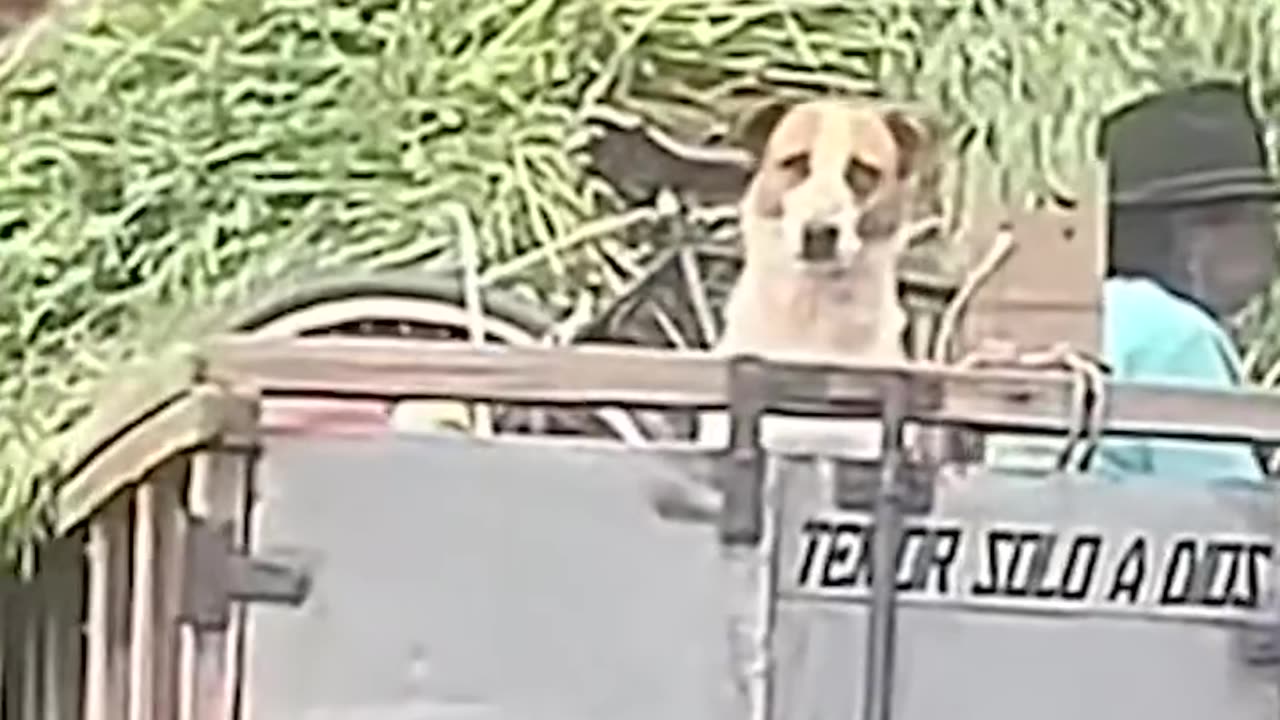 Amor por los animales