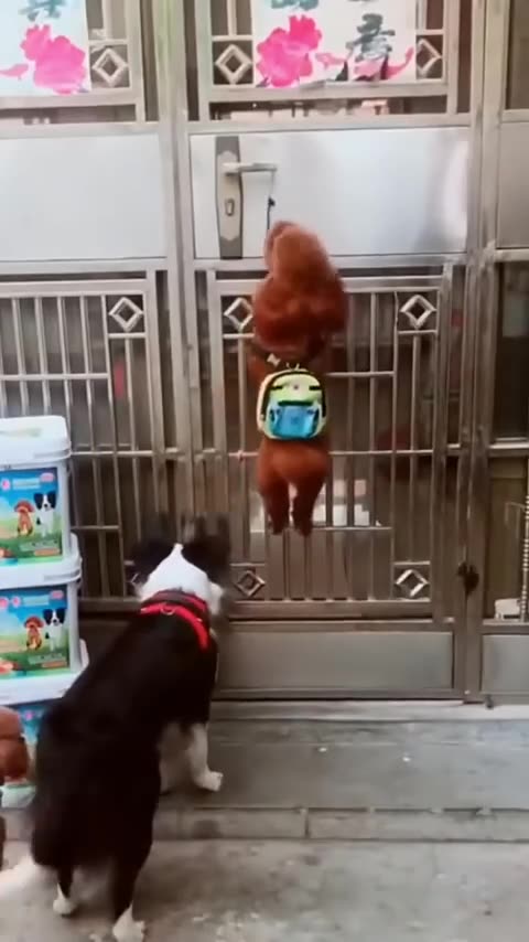 funny animal creative common