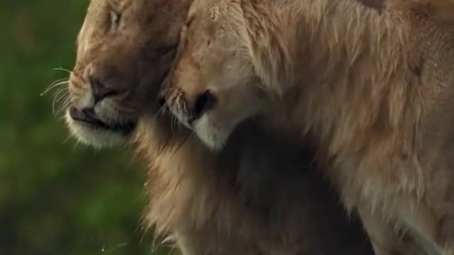 Tow lions romance