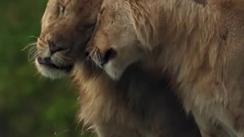 Tow lions romance