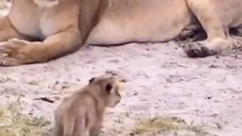 A Very Fierce_Cute Lion Cub _shorts _lion _lioness _lioncub _wildlife