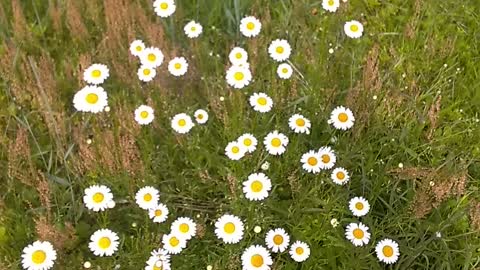 Daisies