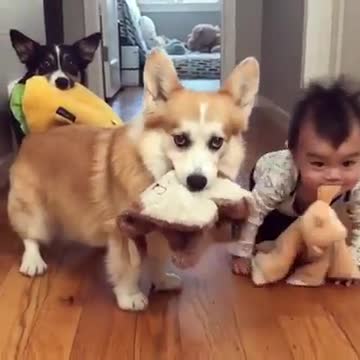 Cute baby with two dogs