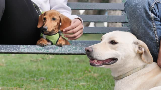 Two dogs resting with their owners on a park bench