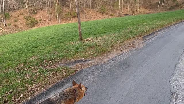funny dog,funnydogvideo,unnydogmeme,funnydogstuff,funnydogcompilation