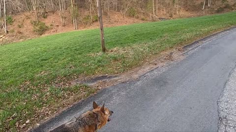 funny dog,funnydogvideo,unnydogmeme,funnydogstuff,funnydogcompilation
