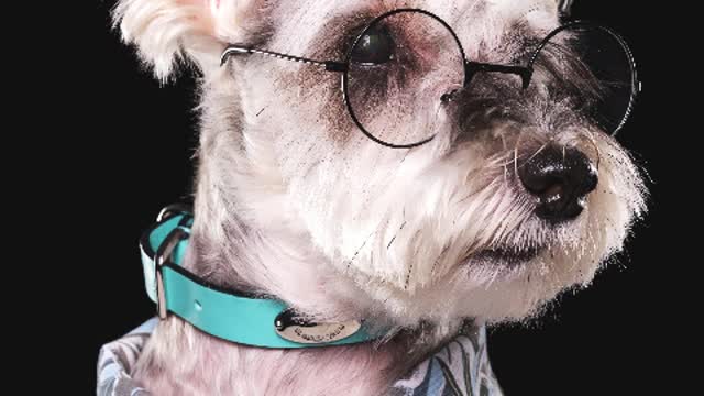 Schnauzer+Zhizu Dog stand on the bright water.mp4