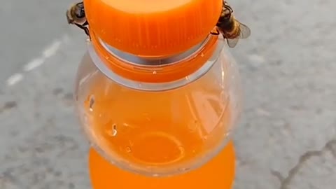 Bees Opening a Soda Bottle