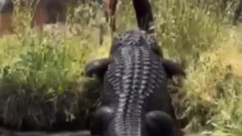 Crocodile target u on the menu