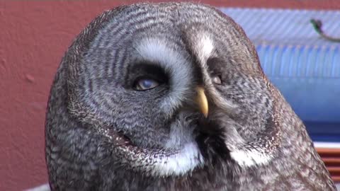 Watch an Owl have frightening gazes up close with great music